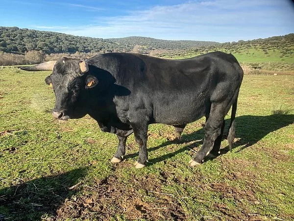 Macho de más de 36 meses. Crotal  ES040812620458 RAVIDA