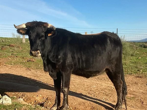 Concurso morfológico Año 2020. Explotación de Rávida. Novilla 18 a 36 meses. ES060813429895.