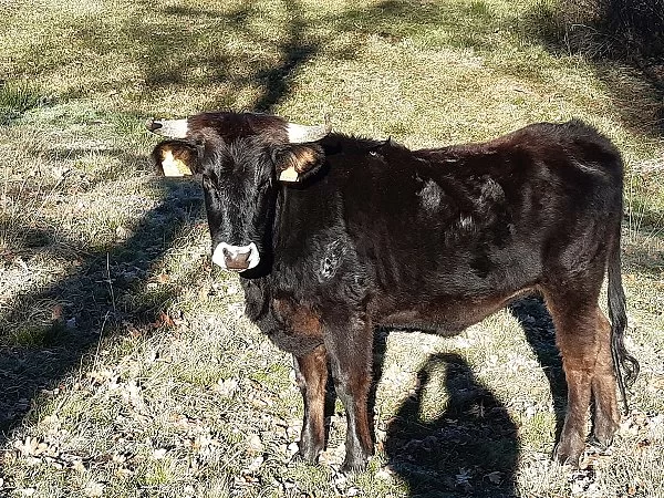 Concurso morfológico Año 2020. Álvaro García. Novilla de 18 a 36 lote 1, ES040813802258.