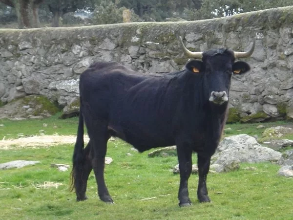 Raza Sayaguesa (Zamora). El prestigio de la carne. Repor TV