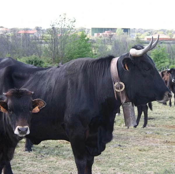 Estudio de la carne