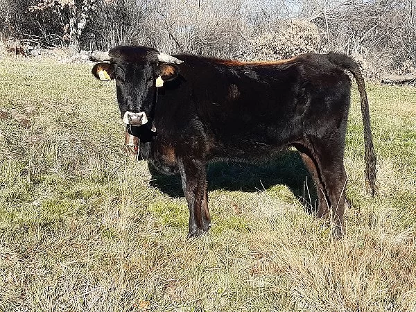 Concurso morfológico Año 2020. Álvaro García. Novilla de 18 a 36 lote 1, ES050813802260.