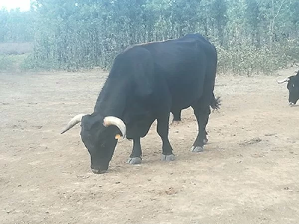 Vendo toro probado REBOLLO