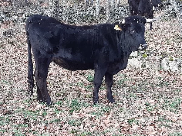 Concurso morfológico Año 2020. Álvaro García. Novilla de 18 a 36 lote 1,ES 060813802261.