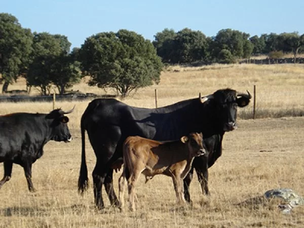 La raza sayaguesa, apreciada por su carne y en peligro de extinción.