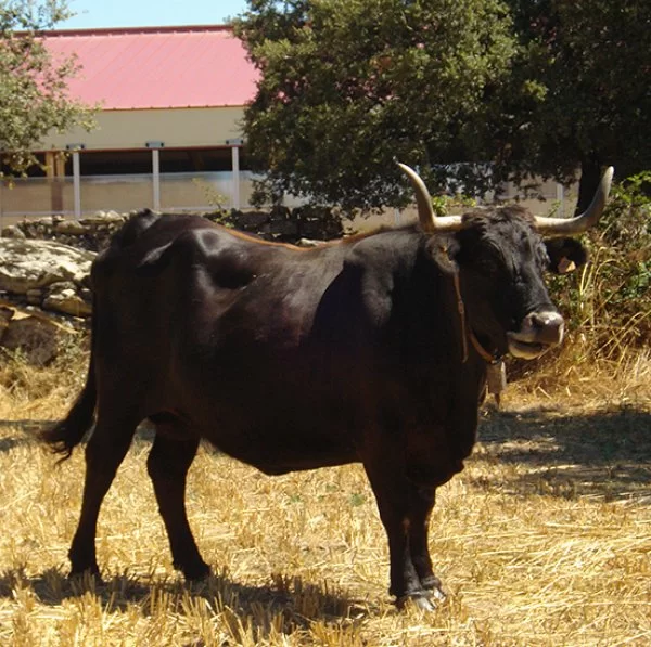 Estudio de la carne