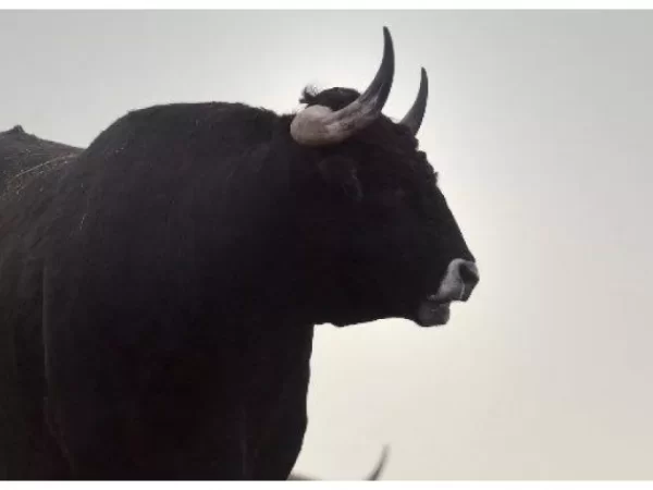 El descendiente directo del uro que casi se extingue y se ha convertido en «el jabugo» de la carne vacuna