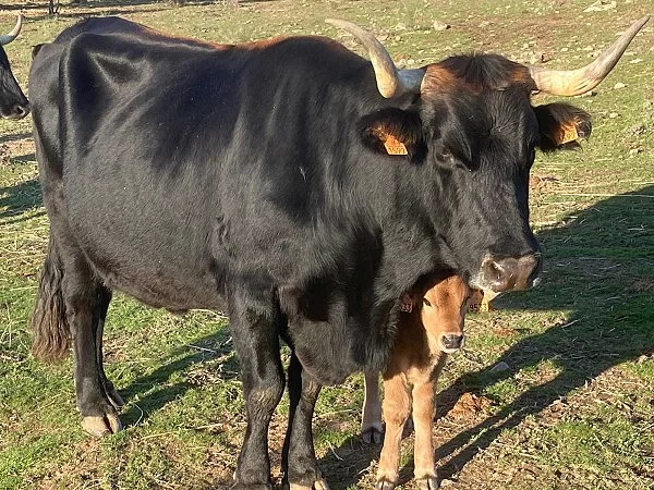 Concurso morfológico Año 2020. Explotación de Rávida. Hembra de 36 meses. Crotal ES080809811592.