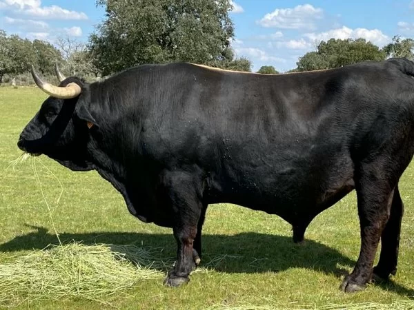 2º Premio Sementales de +36M; 5048, Antonio Vázquez Marino