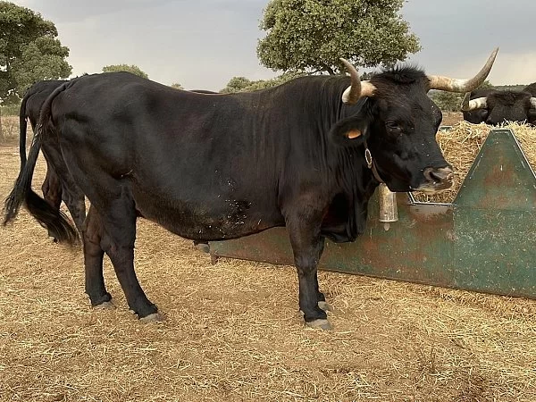1º Premio Vacas +36M; 9384, Antonio Vázquez Marino