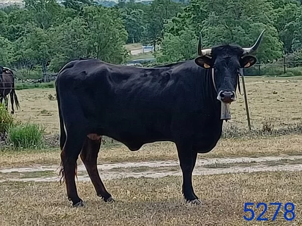 2º Premio Vacas de +36M; 5278, Luis Martín Garrido