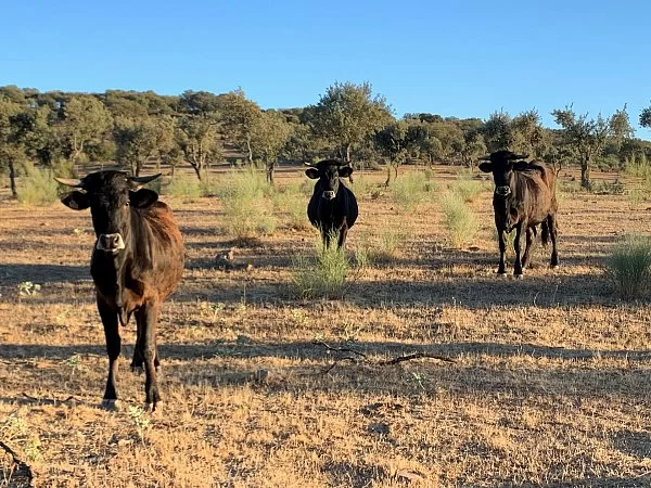 Venta de Vacas y Novillas, 100% autóctonas, Raza Sayaguesa