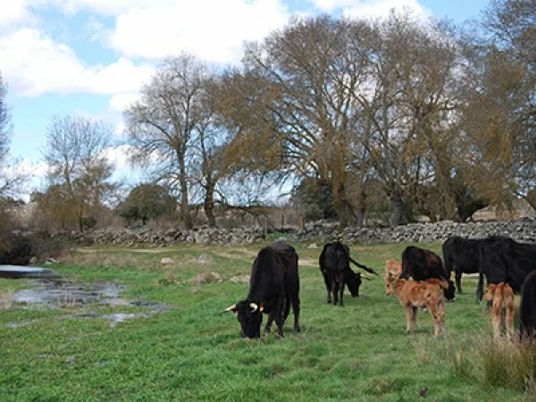 Vacas que sí son de campo (y no las 20.000 hacinadas en macrogranjas).