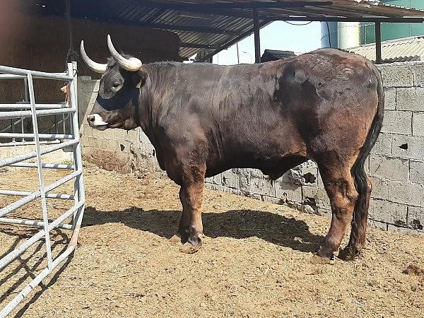 1º Premio Bueyes +36M; 3197, Eventus Duri