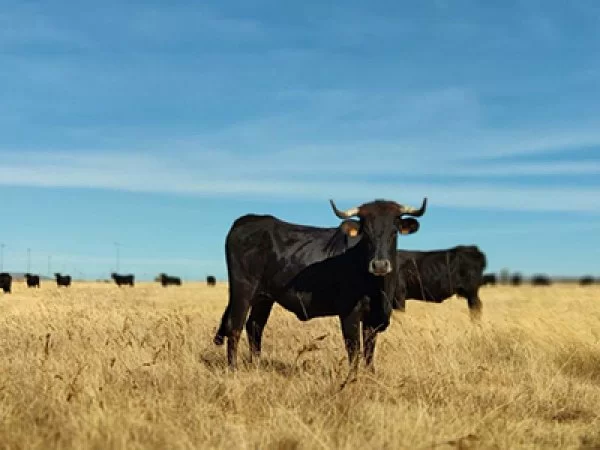 Las cuatro razas autóctonas ganaderas de Zamora huyen del peligro de extinción.