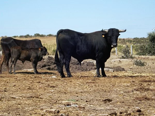 El patrimonio genético de Zamora.