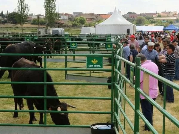 Bermillo exalta el sábado la raza sayaguesa.