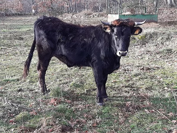Concurso morfológico Año 2020. Álvaro García. Novilla de 18 a 36 lote 2, ES090813081989.