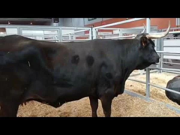 Feria de Zaragoza parte I