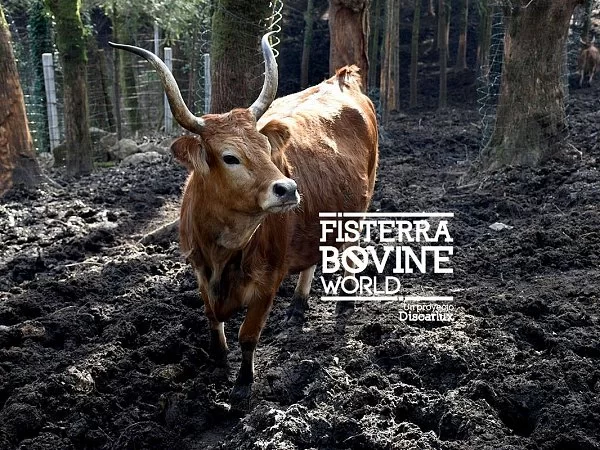 Aquí la Tierra Visita Fisterra Bovine World.