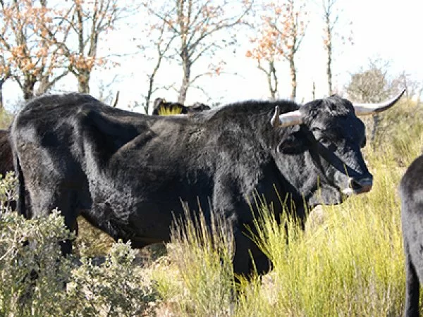 La Asociación de Criadores de Raza Sayaguesa podría contar en Zamora con un centro de referencia del Buey-Uro.